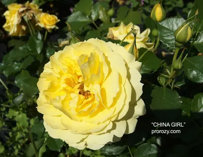 Rosa China Girl Bush | Rosa overig | Rosa outdoor | Flowering outdoor roses  | Flowering outdoorplants | Outdoorplants | All products | OZ Planten