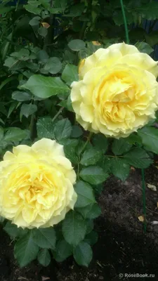 China Girl ™ - BUY THIS ROSE ONLINE - Knight's Roses Australia