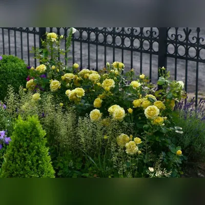 My beautiful China Girl roses are blooming! : r/flowers