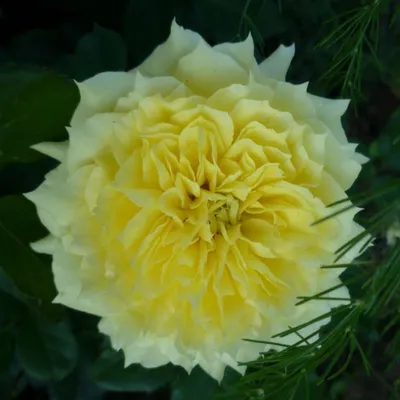 My beautiful China Girl roses are blooming! : r/flowers