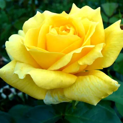 Роза чайно–гибридная Ландора. Сортовые садовые розы