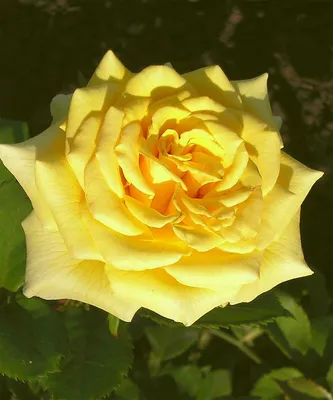 Роза чайно-гибридная 'Landora' (Ландора) - купить в питомнике растений  НАТАЛИС