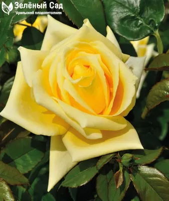 Роза «Landora» Rose «Landora»
