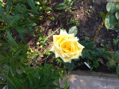 Купить саженцы розы Ландора с доставкой почтой | Питомник саженцев  Краснодар «КФХ Фруктовый сад»