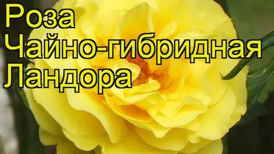 Роза чайно-гибридная Ландора (Landora) купить в Киеве, цена — Greensad