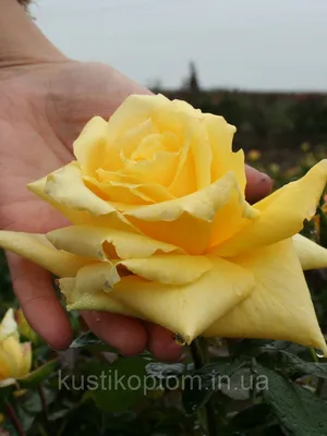 102 розы в саду 🌹. Ландора. Чайно-гибридная роза с элементом \"интриги\" |  Цветочница Анюта 🌹 | Дзен
