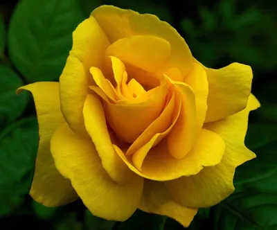 Роза Ландора | саженцы высокой желтой розы