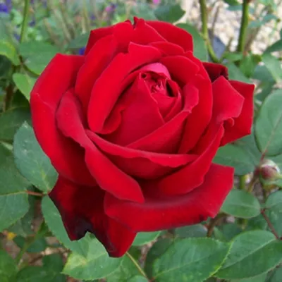 Роза Landora ® (Ландора) (ID#878810569), цена: 89 ₴, купить на Prom.ua