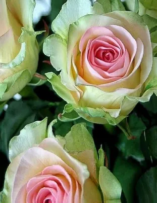 Поиск Саженец Роза чайно-гибридная Ландора в красочной упаковке 1 шт.  купить в Нур-Султане (Астане), цена в интернет-магазине