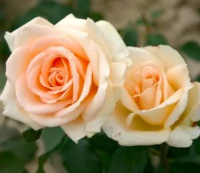 Саженцы розы Ландора купить | питомник Агро Бреза Украина Киев