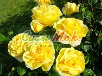 Купить саженцы розы Ландора в интернет-магазине в Минске почтой по Беларуси.