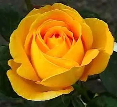 Роза штамбовая Landora ➦Купить по доступной цене в питомнике «PlodSad»