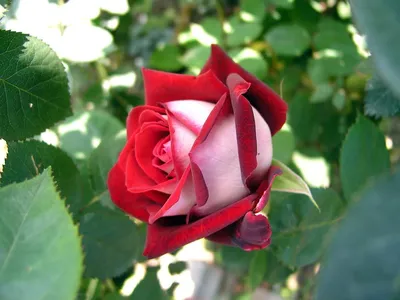 Роза чайно-гибридная Осирия (Osiria) | отзывы