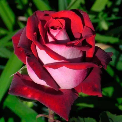 Саженец чайно-гибридной розы Осирия фото и описание сорта 🌱 купить саженец  чайно-гибридной розы Осирия почтой недорого в Москве