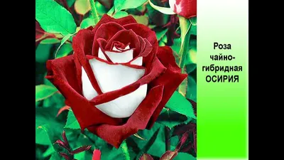 Osiria (Осирия) – элегантная и загадочная двухцветная чайно-гибридная роза.  | Питомник Тамара Розы | Дзен