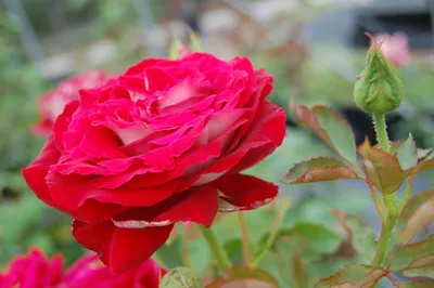Роза чайно гибридная Осирия (59 фото) | Bi̇tki̇, Süs bitkileri, Gül