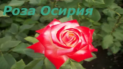 Osiria (Осирия) – элегантная и загадочная двухцветная чайно-гибридная роза.  | Питомник Тамара Розы | Дзен