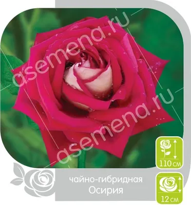 Роза чайно-гибридная Осирия (в тубе) купить недорого в интернет-магазине  товаров для сада Бауцентр