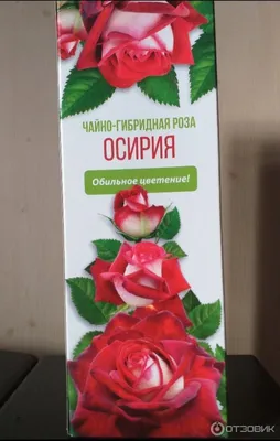 Роза чайно гибридная Осирия - 74 фото