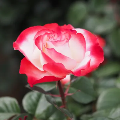 Роза чайно-гибридная 'Осирия'/Rose hybrid tea 'Osiria' C6 — цена в  Оренбурге, купить в интернет-магазине, характеристики и отзывы, фото