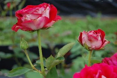Роза чайно-гибридная Осирия (в тубе) 1 шт, 2/3 стебля (5485908) - Купить по  цене от 296.00 руб. | Интернет магазин SIMA-LAND.RU