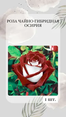 Роза чайно-гибридная Осирия (Osiria) - Чайно гибридные розы, купить с  доставкой по Москве и Московской области, сорта, цены за штуку, названия,  фото