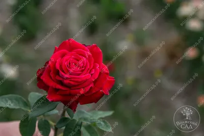Роза осирия (39 фото) - 39 фото