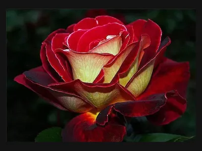 Роза чайно-гибридная Осирия (Osiria) - «Несчастная роза🌹» | отзывы