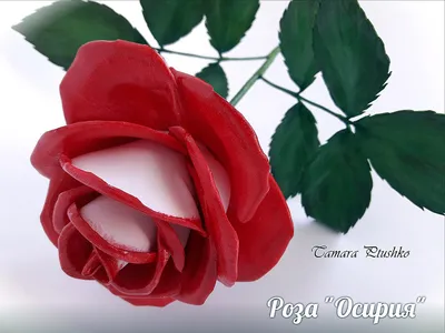 Роза Осирия (ч.-гибрид, малин)