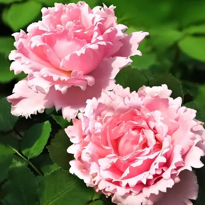 Луковицы Роза комнатная, Розы купить по выгодной цене в интернет-магазине  OZON (1222450524)