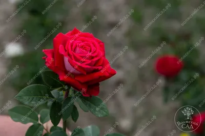 Саженец розы Осирия Весна 2024, 1 шт. (2865074) - Купить по цене от 351.00  руб. | Интернет магазин SIMA-LAND.RU