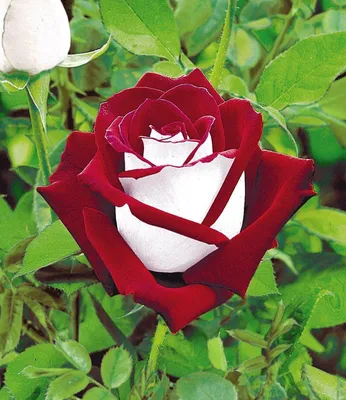 Роза чайно-гибридная Осирия (туба а/ф Сибирский сад) купить за 450 р. в  садовом центре АСТ Медовое