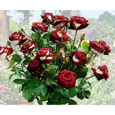 Роза чайно-гибридная \"Осирия\" (ID#176199253), цена: 15 руб., купить на  Deal.by