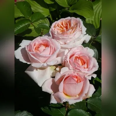 Роза чайно-гибридная Осирия (Osiria) - «Несчастная роза🌹» | отзывы
