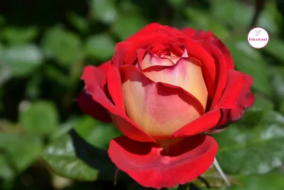 Роза чайно-гибридная красная с белыми название сорта — купить по низкой  цене на Яндекс Маркете