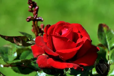 Розы Чайно-гибридные