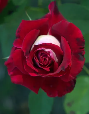 Роза чайно-гибридная Дама де Кюр: купить в Москве саженцы Rosa Dame de  Coeur в питомнике «Медра» по цене от 1350 руб