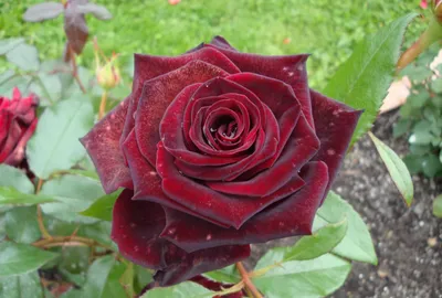 Розы Черная Магия