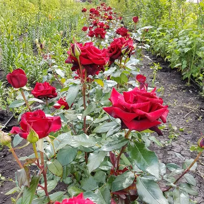 А) 21 Роза \"Черная Магия\" 60 см и скидки в интернет магазине цветов Роз  Новоросс