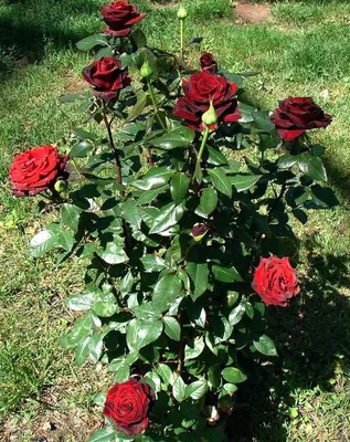 Роза чайно-гибридная Черная магия С2 купить недорого в интернет-магазине  товаров для сада Бауцентр
