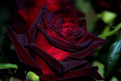 Саженец чайно-гибридной розы Черная магия фото и описание сорта 🌱 купить  саженец чайно-гибридной розы Черная магия почтой недорого в Москве