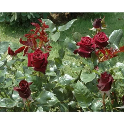 А) 21 Роза \"Черная Магия\" 50 см и скидки в интернет магазине цветов Роз  Новоросс