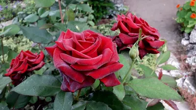 Розы чайно-гибридные «Черная Магия» – купить в Алматы по цене тенге –  интернет-магазин Леруа Мерлен Казахстан