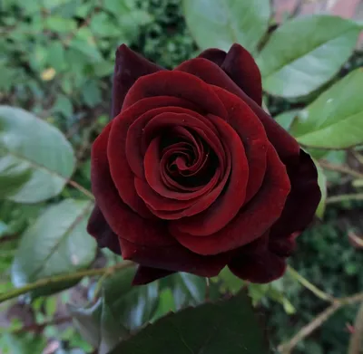 Сорт розы Черная магия -роскошная красавица | Антонов сад - дача и огород |  Дзен