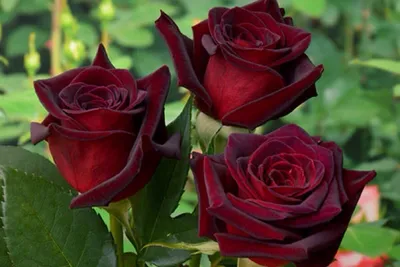 Роза черная магия | Розы, Черная магия, Выращивание роз