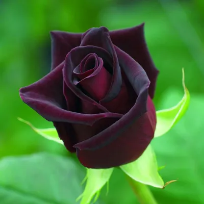 Роза Черная Магия (Black Magic) - Питомник роз