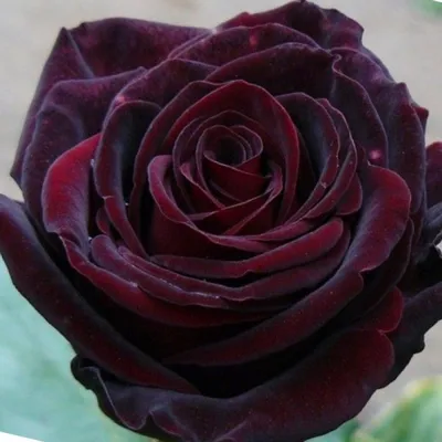 Купить Роза Черная Магия в Минске, каталог роз почтой Весна 2024:семена,  саженцы, кусты.