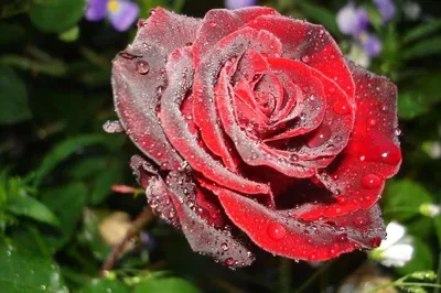 Купить Black Magic rose. Черная Магия чайно-гибридная роза саженцы |  PLANTE.md