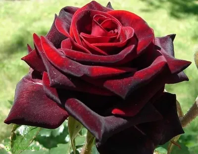 Розы чайно-гибридные «Черная Магия» по цене 498 ₽/шт. купить в  Новороссийске в интернет-магазине Леруа Мерлен