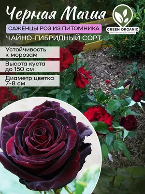 Роза Черная Магия (Однолетний, ОКС) - купить Розы чайно-гибридные в Киеве и  Украине, выгодная цена Роза Черная Магия в интернет-магазине Agrostore ТМ  (Агростор)